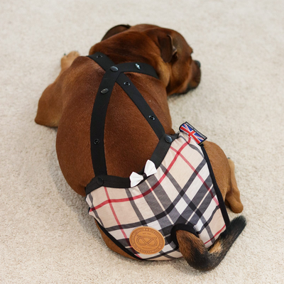 Staffordshire Bull Terrier 1935® Hygiene Panties with Suspenders - Staffberry Beige