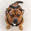 Staffordshire Bull Terrier 1935® Hygiene Panties with Suspenders - Staffberry Pink
