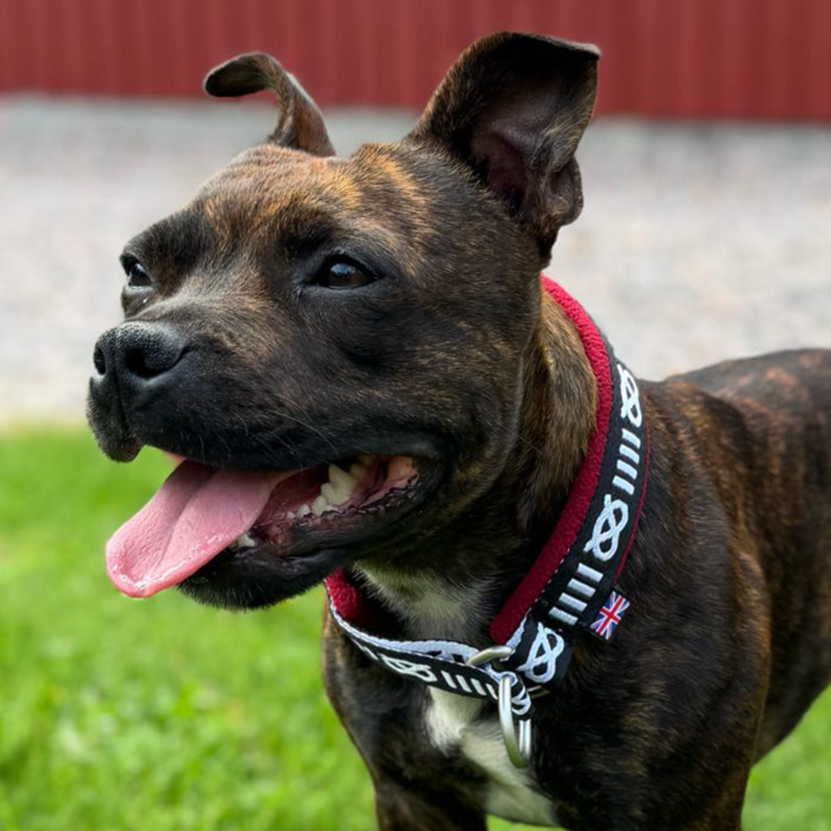 Staffordshire Bull Terrier 1935® Slim Pattern Collar - Fleece - Burgundy - 35mm