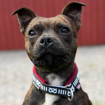 Staffordshire Bull Terrier 1935® Mönster Halsband - Fleece - Vinröd - 35mm