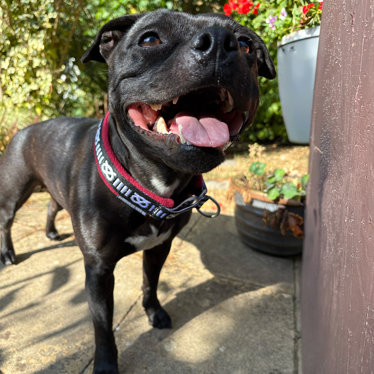 Staffordshire Bull Terrier 1935® Slim Pattern Collar - Fleece - Burgundy - 35mm
