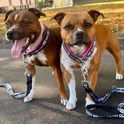 Staffordshire Bull Terrier 1935® Mönster Halsband - Fleece - Rosa - 35mm