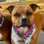 Staffordshire Bull Terrier 1935® Motif Collier - Polaire - Fuchsia - 35mm
