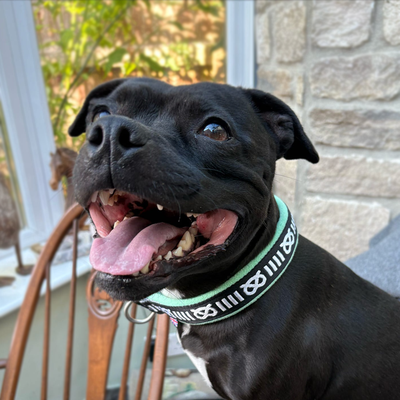 Staffordshire Bull Terrier 1935® Mönster Halsband - Fleece - Mint - 35mm