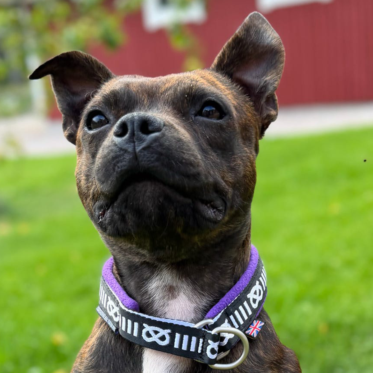 Staffordshire Bull Terrier 1935® Motif Collier - Polaire - Violet - 35mm