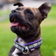 Staffordshire Bull Terrier 1935® Motif Collier - Polaire - Violet - 35mm