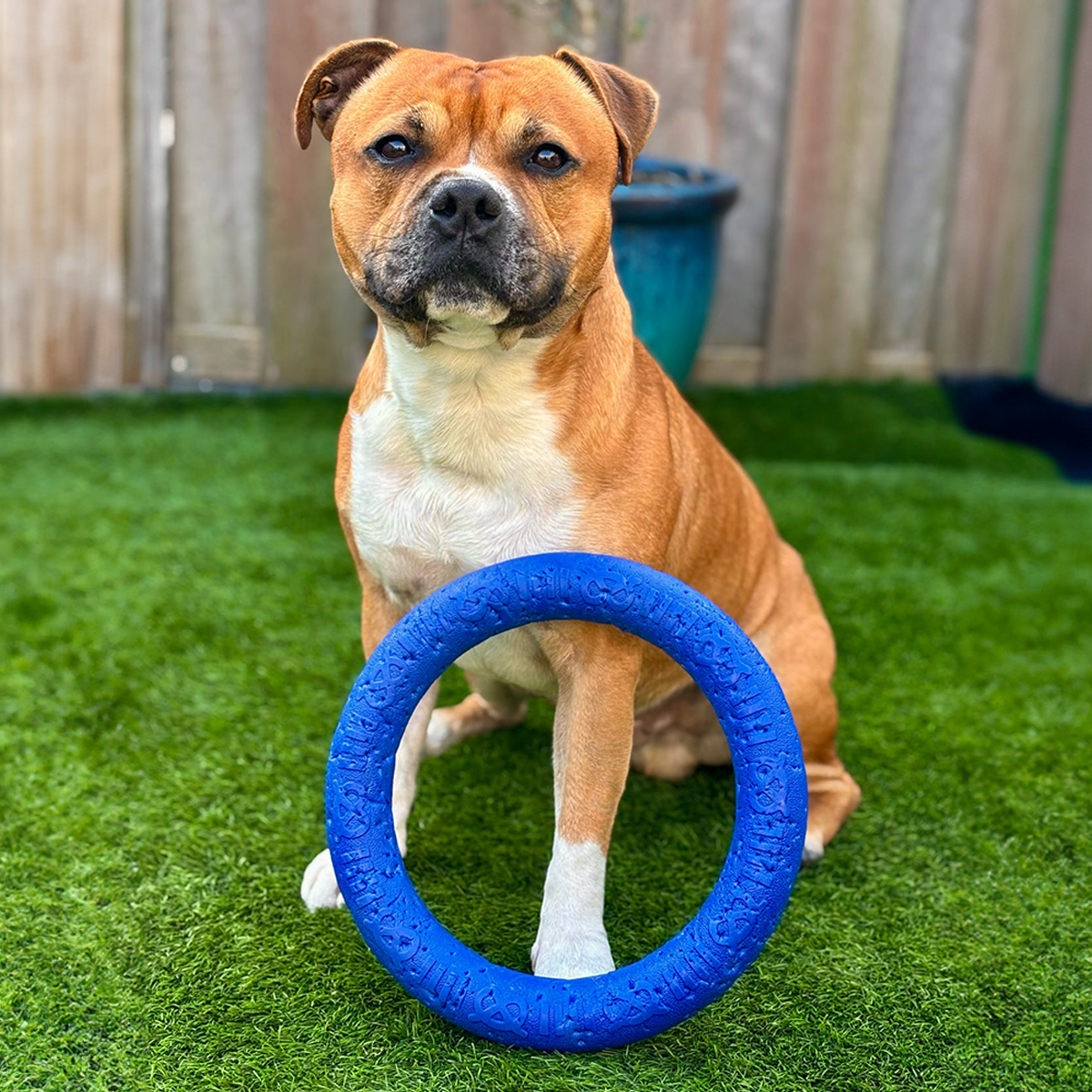 Staffordshire Bull Terrier 1935® Dragring - Blå