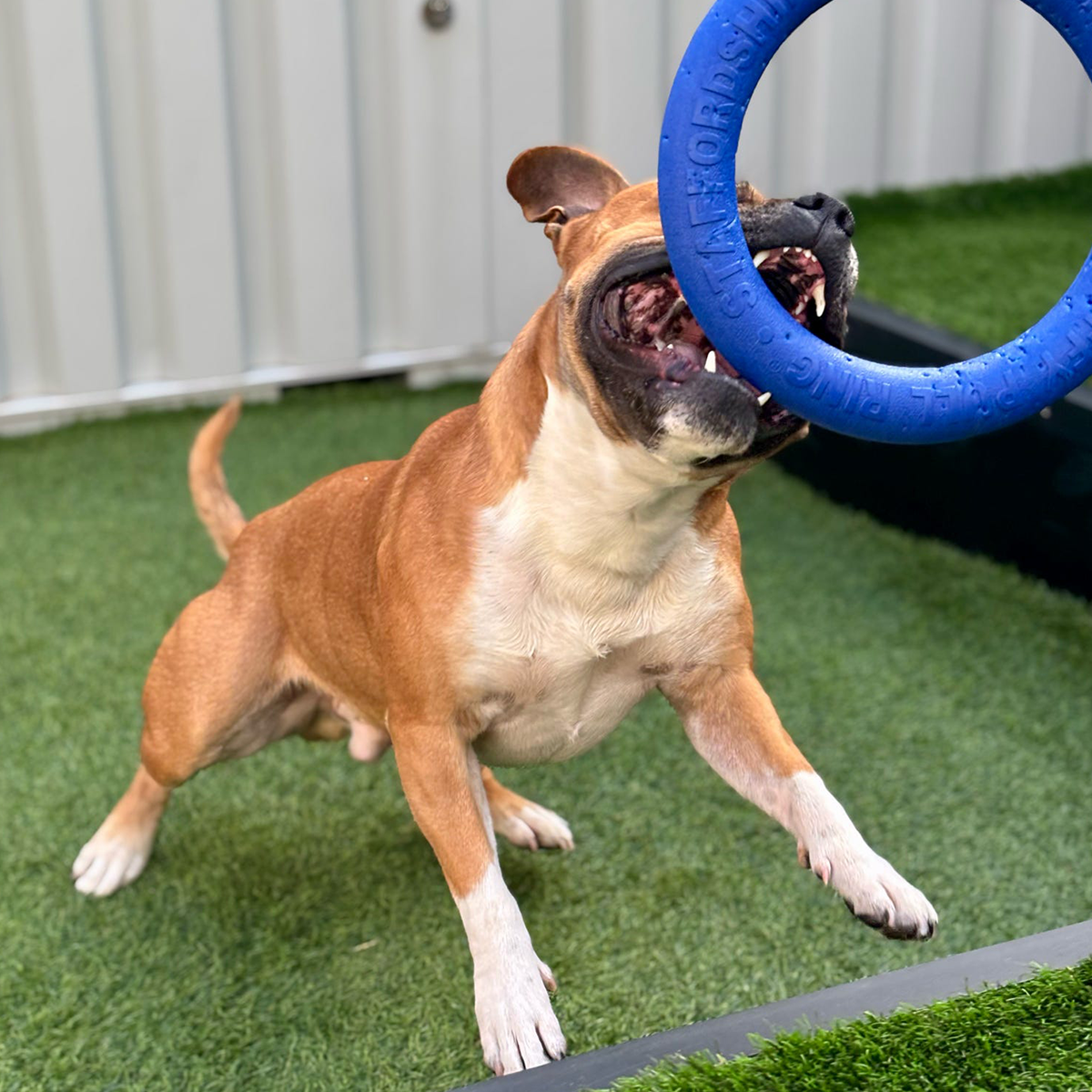 Staffordshire Bull Terrier 1935® Dragring - Blå