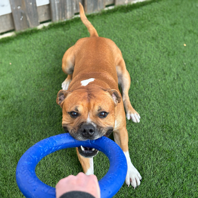 Staffordshire Bull Terrier 1935® Dragring - Blå