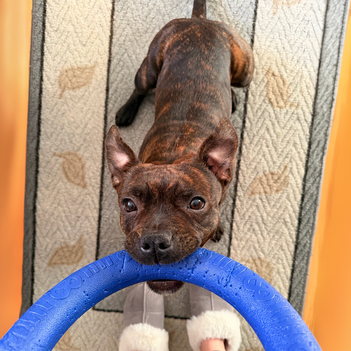 Staffordshire Bull Terrier 1935® Dragring - Blå