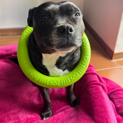 Staffordshire Bull Terrier 1935® Pull Ring - Vert Fluo