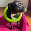 Staffordshire Bull Terrier 1935® Pull Ring - Neon Green - 1pc