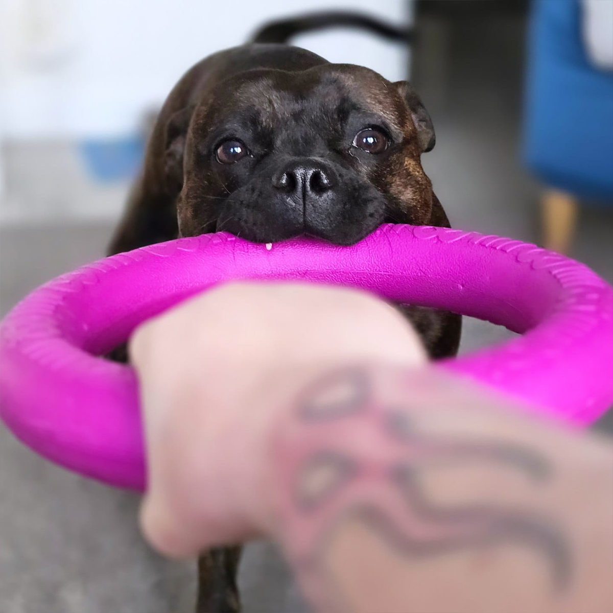 Staffordshire Bull Terrier 1935® Dragring - Rosa