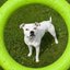 Staffordshire Bull Terrier 1935® Pull Ring - Vert Fluo