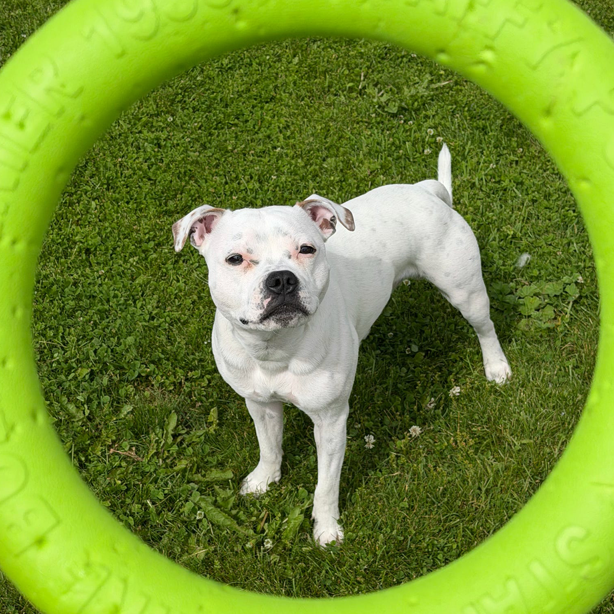Staffordshire Bull Terrier 1935® Pull Ring - Vert Fluo