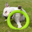 Staffordshire Bull Terrier 1935® Pull Ring - Vert Fluo