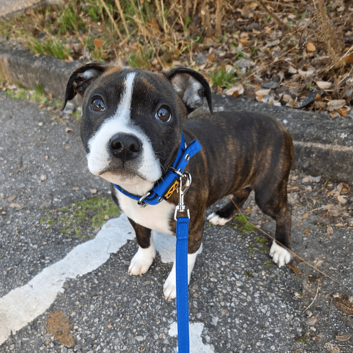 Staffordshire Bull Terrier 1935® Collier et Laisse Chiot - Bleu Royal