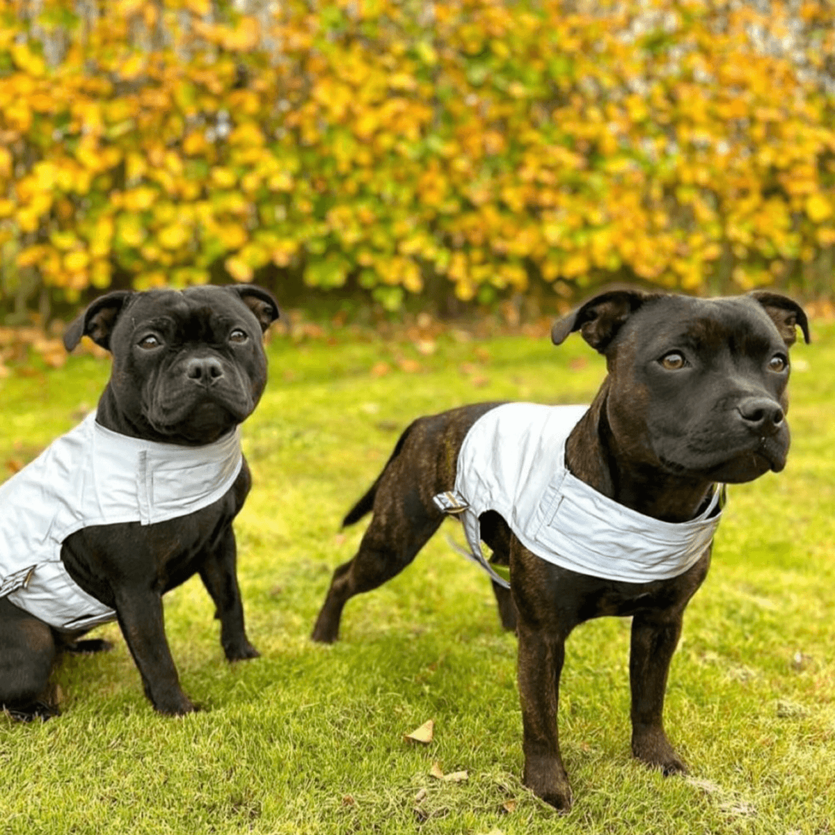 Staffordshire Bull Terrier Reflective Vest - Staffordshire Bull Terrier 1935®