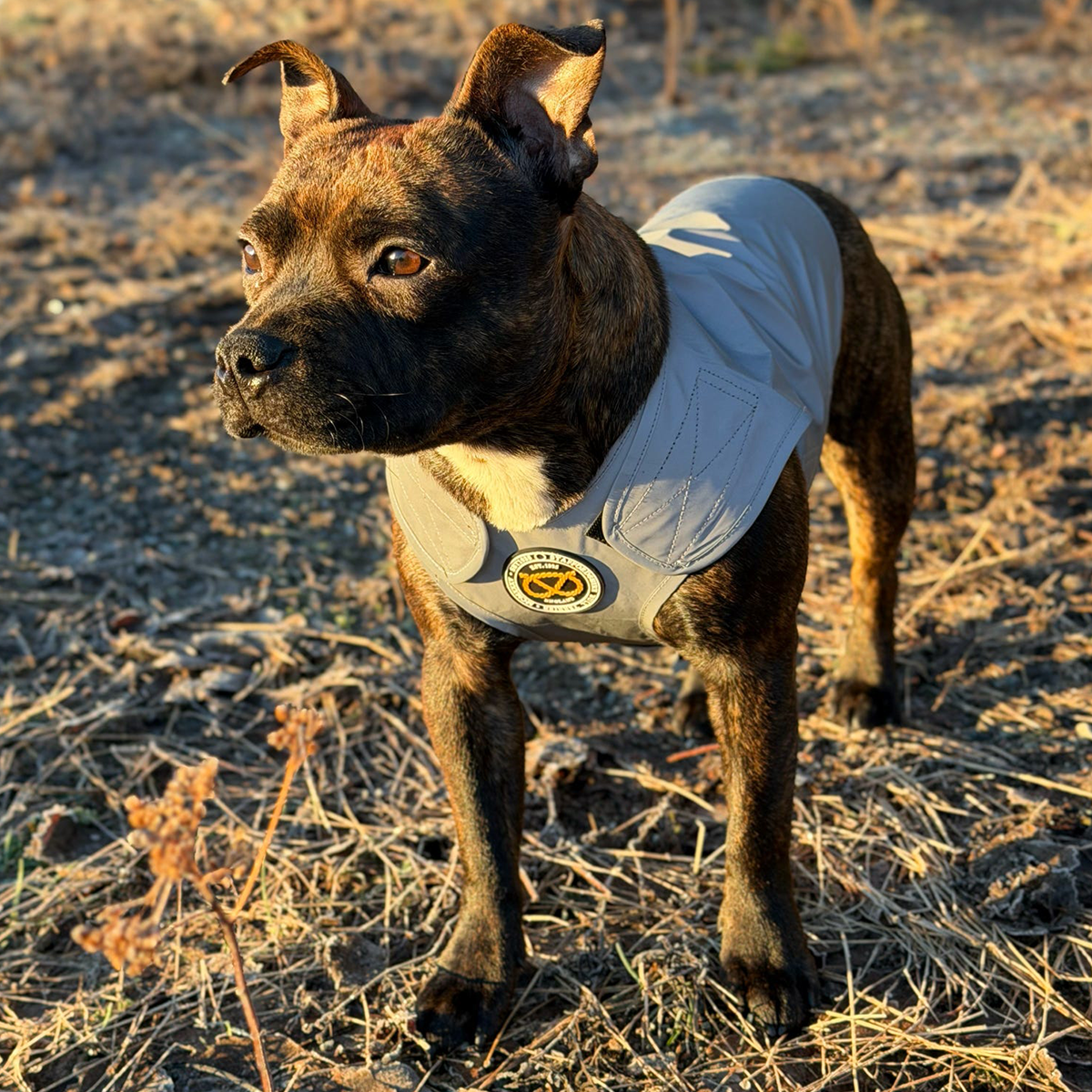 Staffordshire Bull Terrier 1935® Gilet Réfléchissant