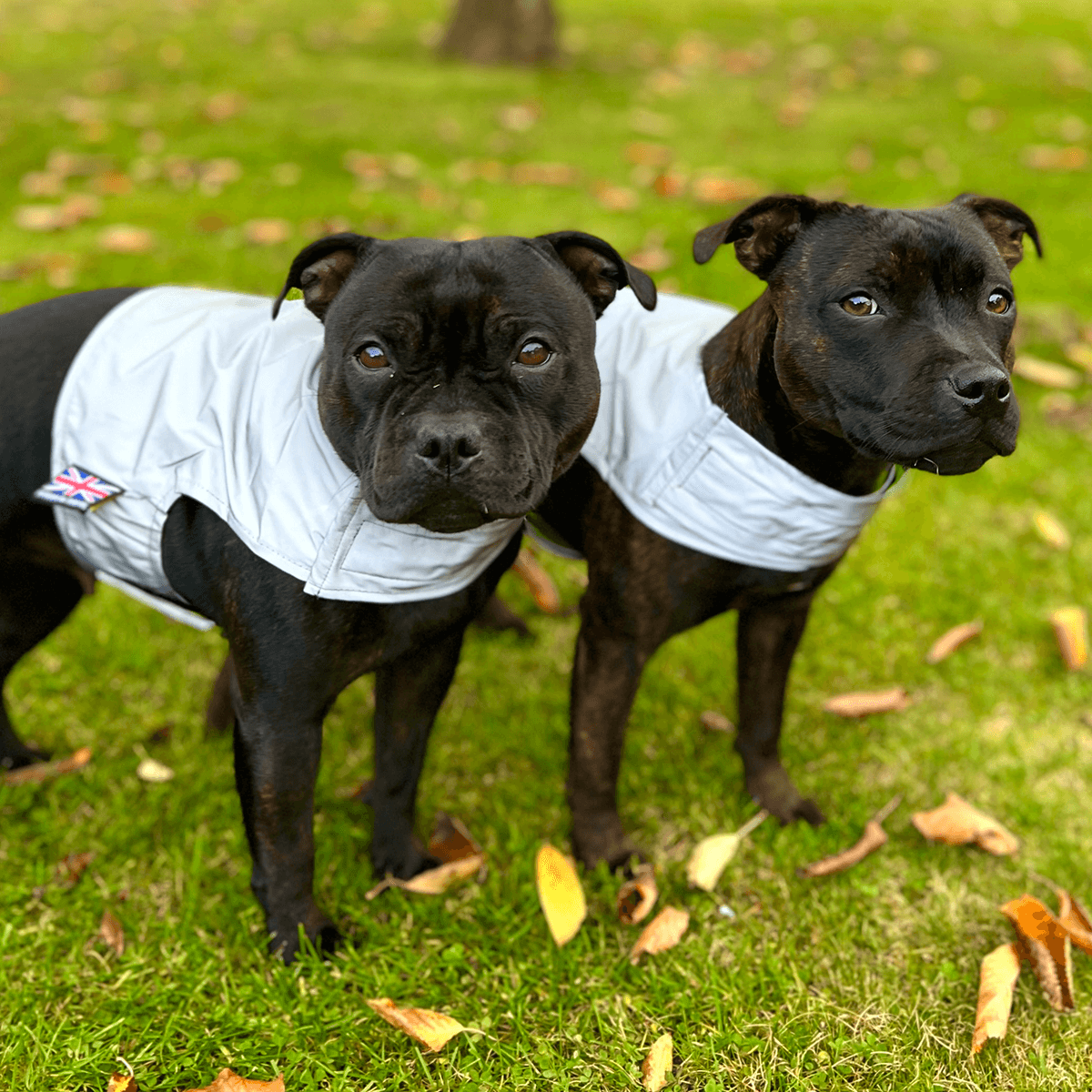 Staffordshire Bull Terrier Reflective Vest - Staffordshire Bull Terrier 1935®