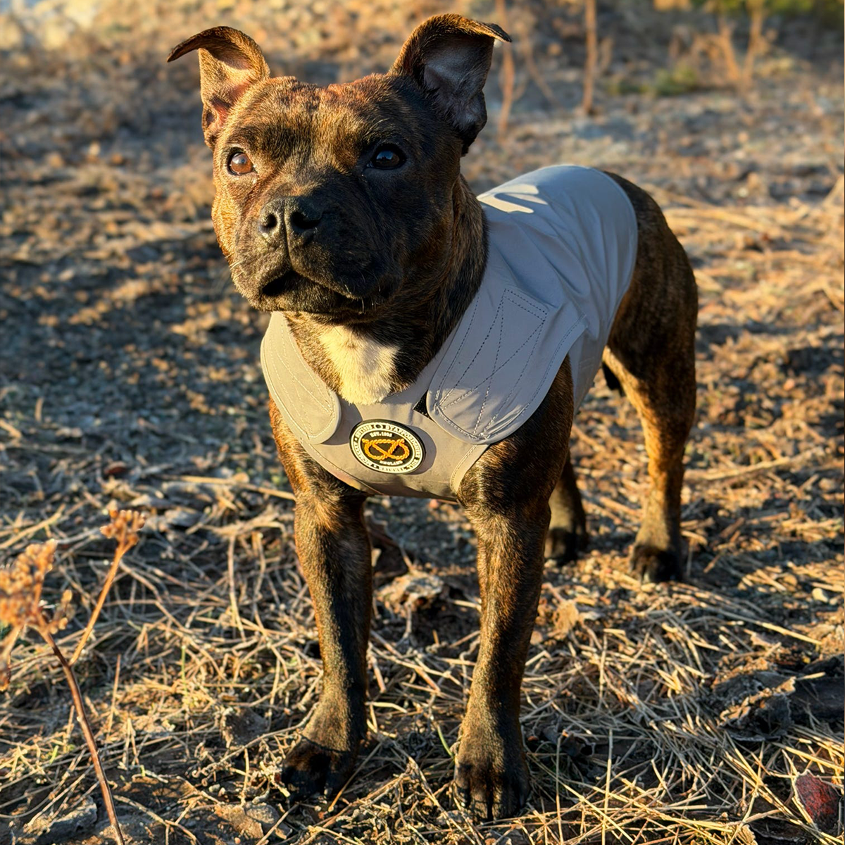 Staffordshire Bull Terrier 1935® Gilet Réfléchissant