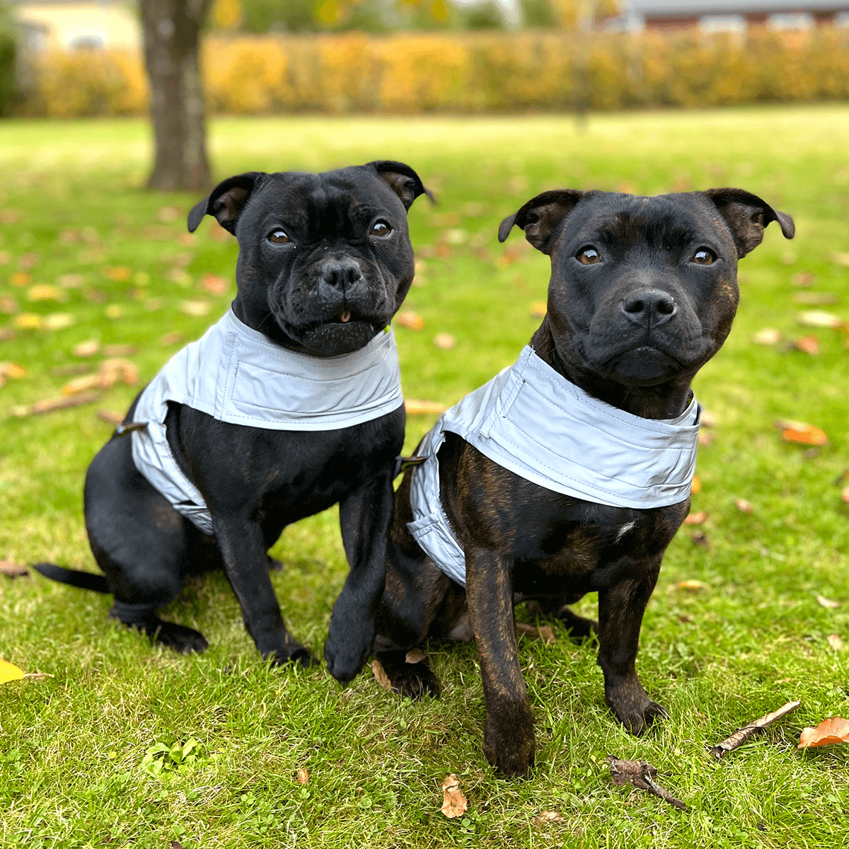 Staffordshire Bull Terrier Reflective Vest - Staffordshire Bull Terrier 1935®