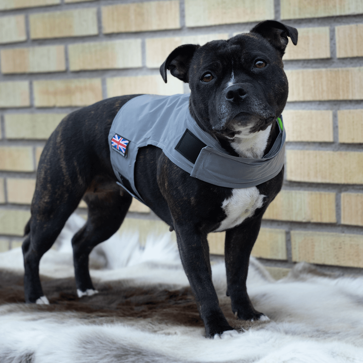 Staffordshire Bull Terrier 1935® Gilet Réfléchissant