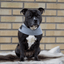 Staffordshire Bull Terrier 1935® Gilet Réfléchissant