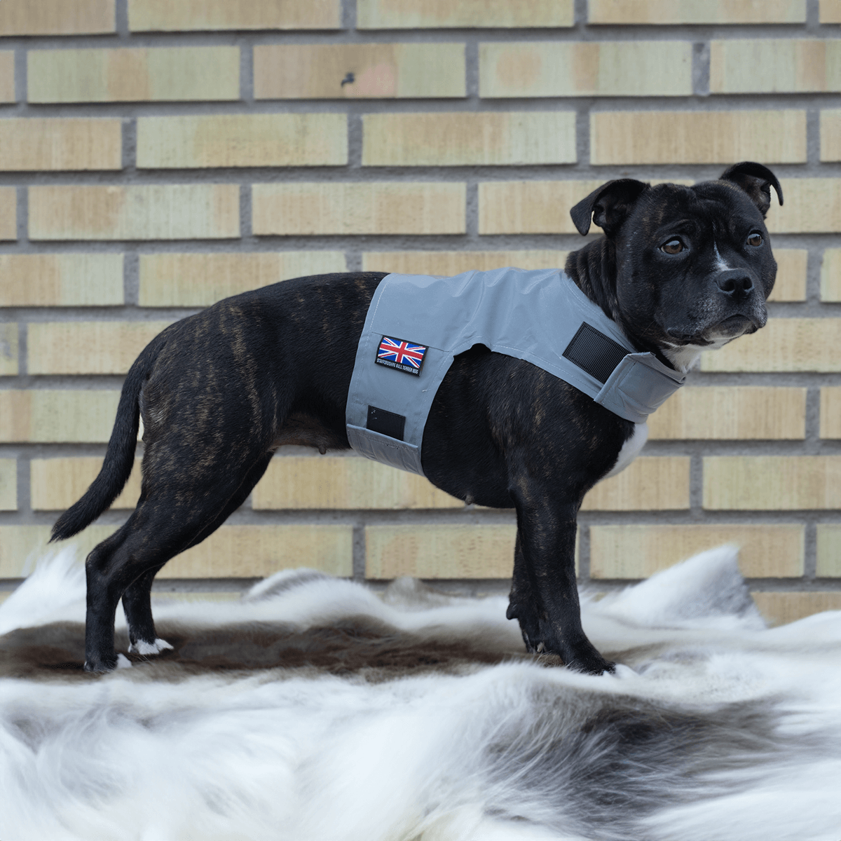 Staffordshire Bull Terrier 1935® Gilet Réfléchissant