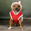 Staffordshire Bull Terrier 1935® Santa Suit
