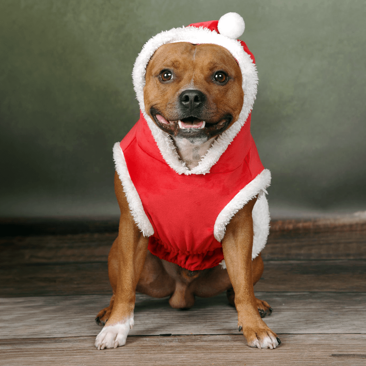 Staffordshire Bull Terrier 1935® Santa Suit