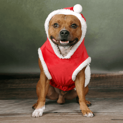 Staffordshire Bull Terrier 1935® Tomtedräkt