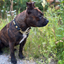 Staffordshire Bull Terrier 1935® Utställningshalsband Halvstryp & Koppel Set - Champion - Svart & Guld
