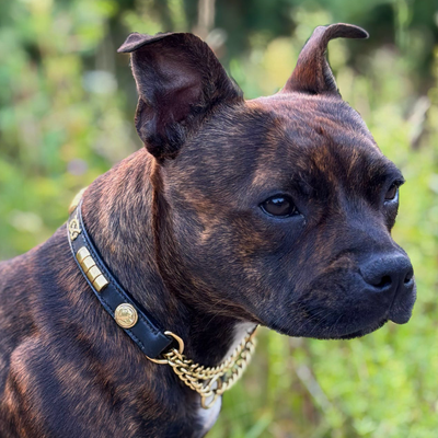 Staffordshire Bull Terrier 1935® Show Half Check Collar & Leash Set - Champion - Black & Gold