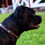 Staffordshire Bull Terrier 1935® Show Collar & Leash Set - Ruby - Black & Silver
