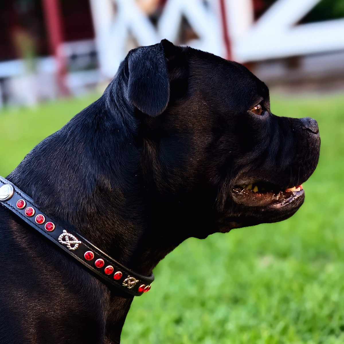 Staffordshire Bull Terrier 1935® Show Collar & Leash Set - Ruby - Black & Silver