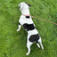 Staffordshire Bull Terrier 1935® Show Collar & Leash Set - Champion - Baby Pink & Silver