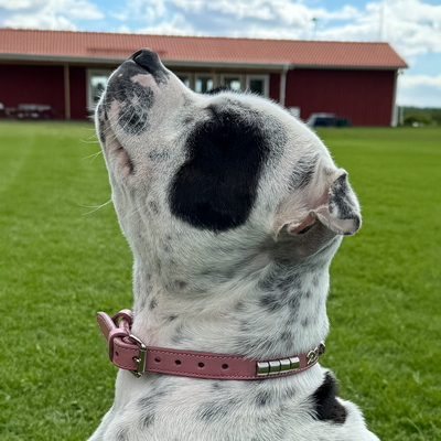 Staffordshire Bull Terrier 1935® Show Collar & Leash Set - Champion - Baby Pink & Silver