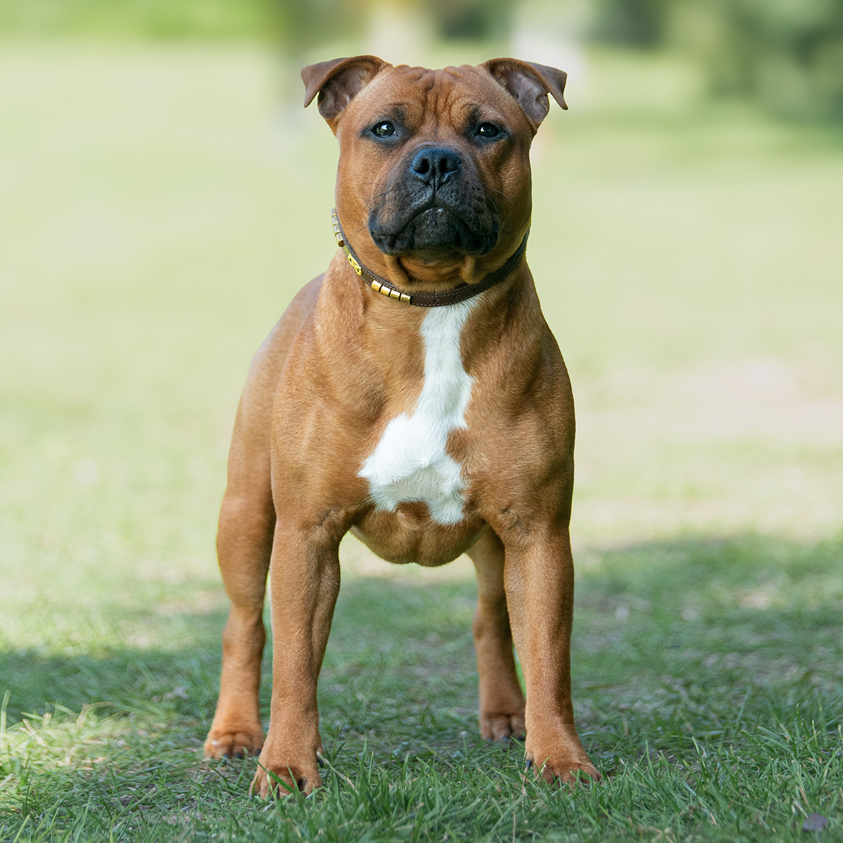 Staffordshire Bull Terrier 1935® Show Collar & Leash Set - Champion - Brown & Gold