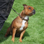 Staffordshire Bull Terrier 1935® Utställningshalsband & Koppel Set - Champion - Brun & Guld
