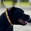 Staffordshire Bull Terrier 1935® Utställningshalsband & Koppel Set - Champion - Konjak & Guld