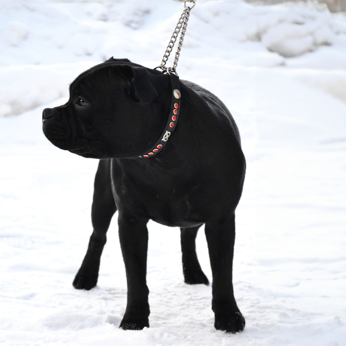 Staffordshire Bull Terrier 1935® Half Check Collier et laisse d'exposition - Rubis - Noir et Argent