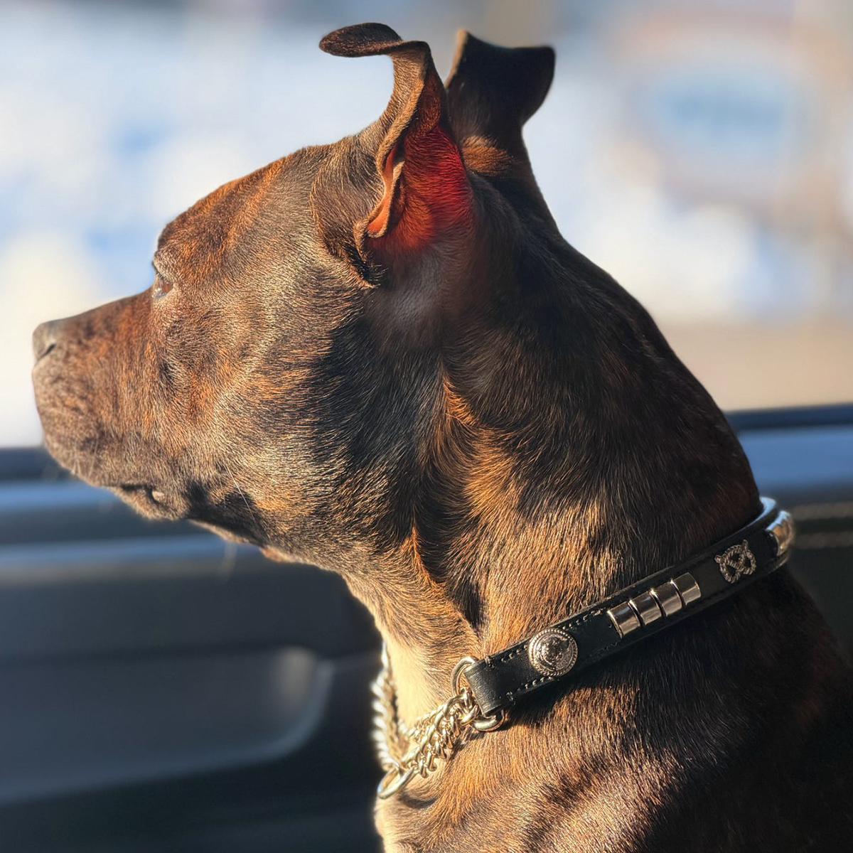 Staffordshire Bull Terrier 1935® Half Check Collier et laisse d'exposition - Champion - Noir et Argent