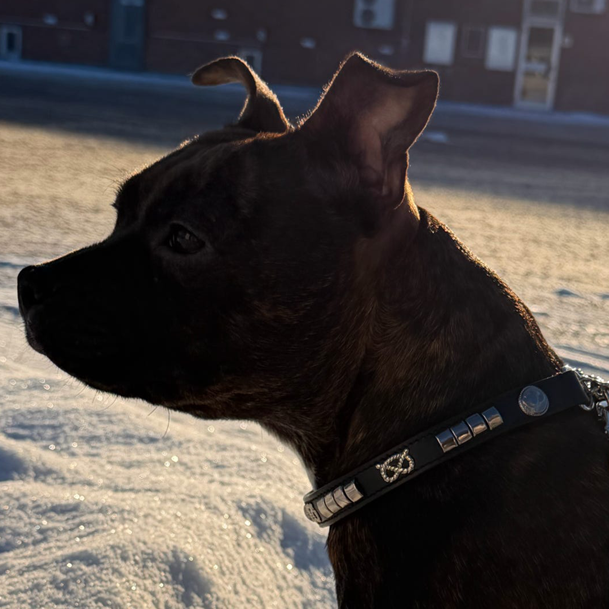 Staffordshire Bull Terrier 1935® Half Check Collier et laisse d'exposition - Champion - Noir et Argent