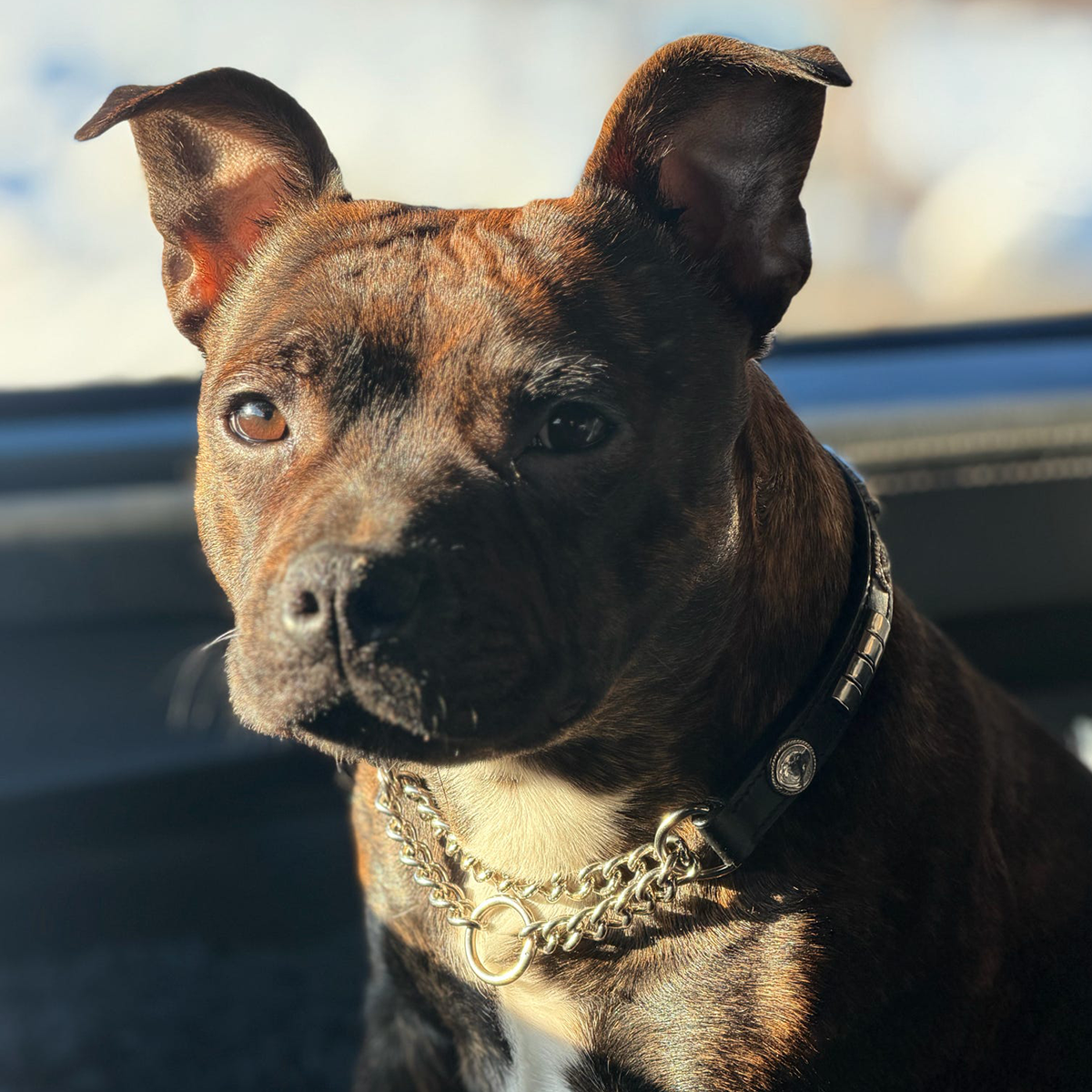 Staffordshire Bull Terrier 1935® Half Check Collier et laisse d'exposition - Champion - Noir et Argent