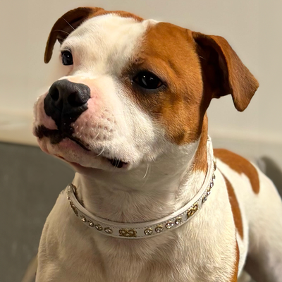 Staffordshire Bull Terrier 1935® Half Check Collier et laisse d'exposition - Diamant - Blanc et Or