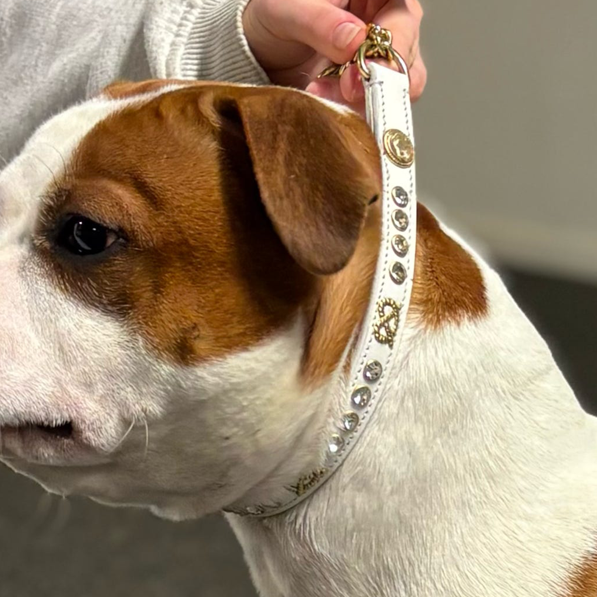 Staffordshire Bull Terrier 1935® Half Check Collier et laisse d'exposition - Diamant - Blanc et Or