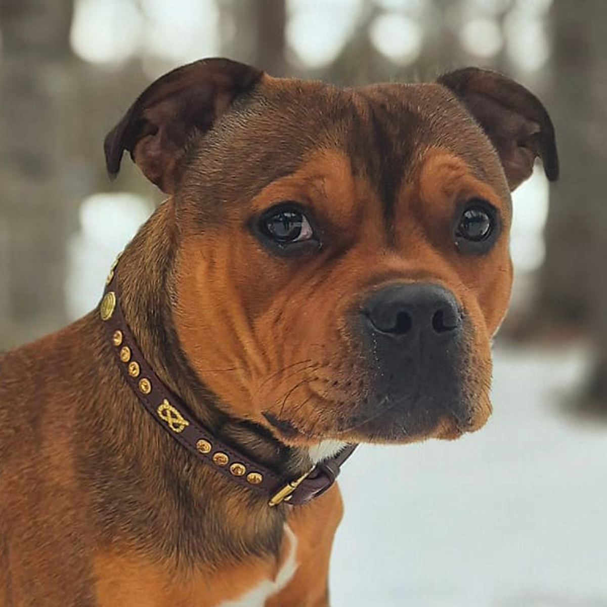 Staffordshire Bull Terrier 1935® Collier et laisse d'exposition - Ambre - Marron et Or