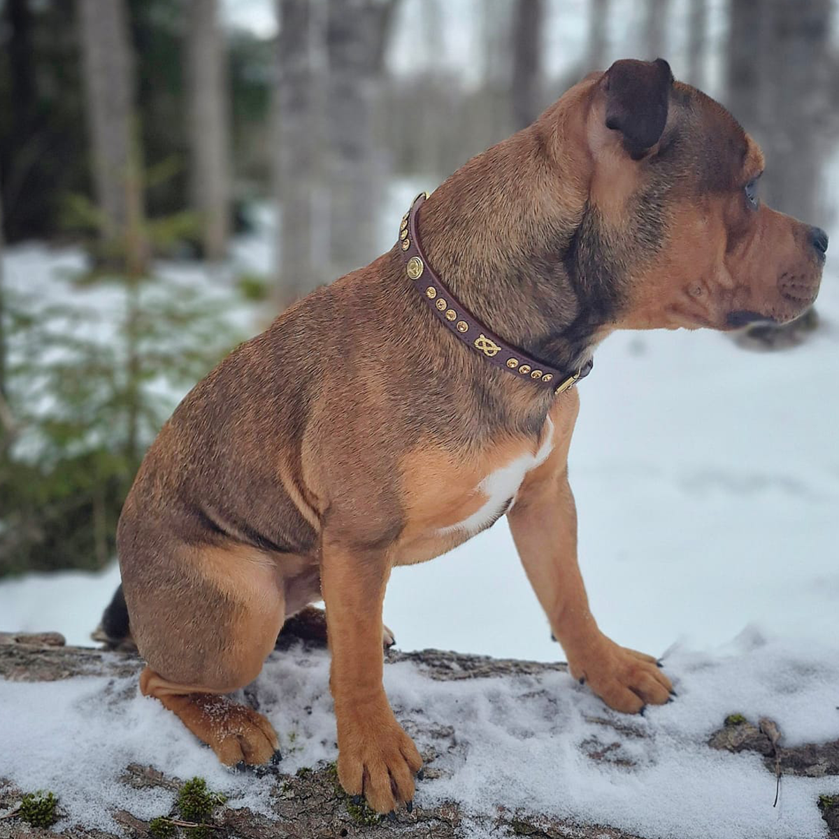 Staffordshire Bull Terrier 1935® Collier et laisse d'exposition - Ambre - Marron et Or