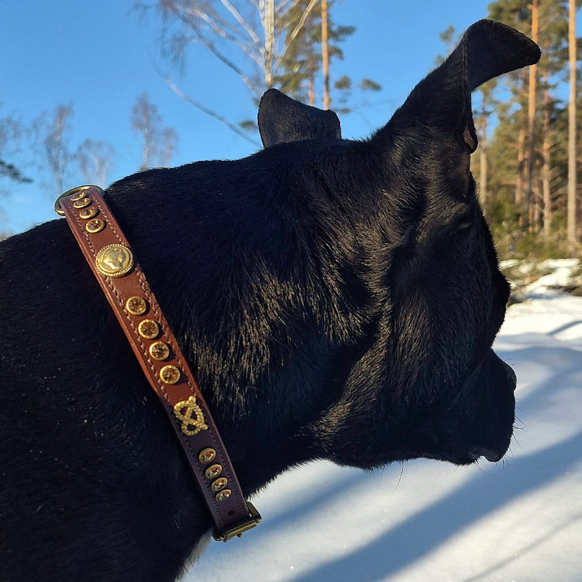 Staffordshire Bull Terrier 1935® Collier et laisse d'exposition - Ambre - Marron et Or